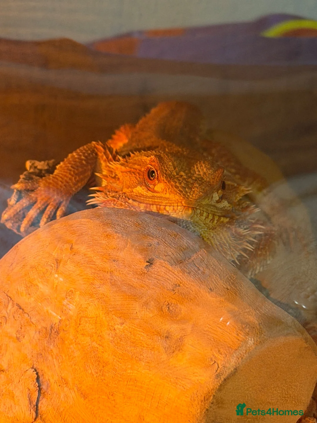 Bearded Dragon reptiles for sale: Red bearded dragon with full set up - Advert 2