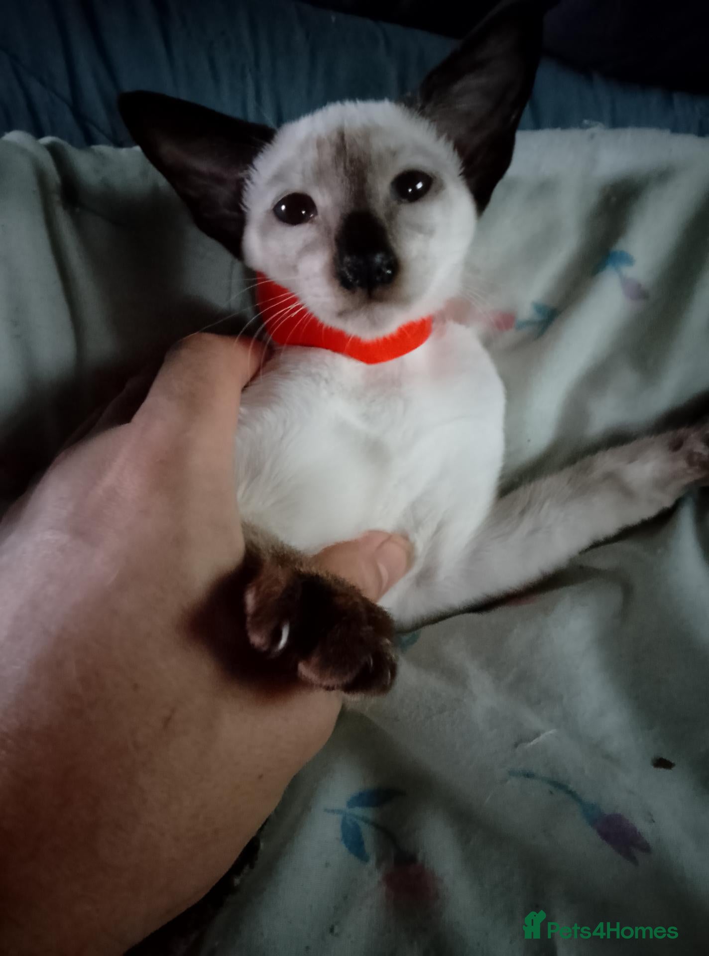 Siamese cats Siamese kittens - Advert 2