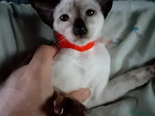 Siamese cats Siamese kittens - Advert 1