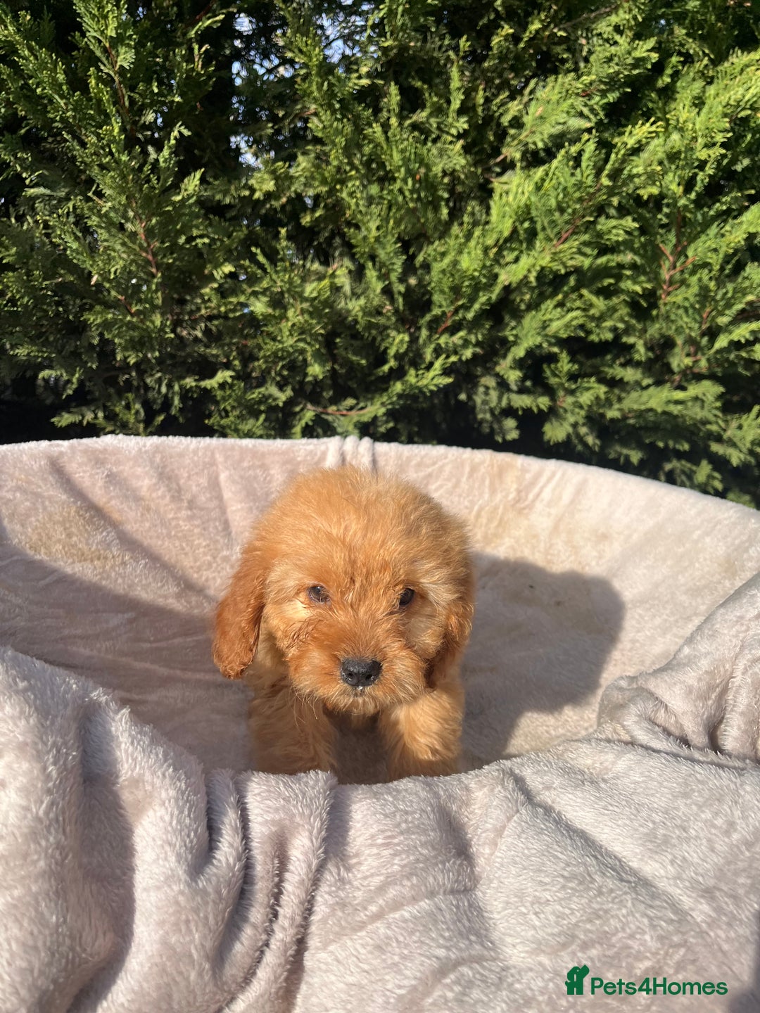 Cockapoo dogs for sale: Five beautiful cockapoos  - Advert 19