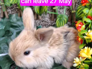 Mini Lop rabbits Baby mini lops gorgeous - Advert 5