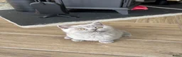 British Shorthair cats for sale: Beautiful lilac British shorthair sisters - Advert 5