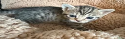 Mixed Breed cats for sale: Tabby kittens - Advert 10