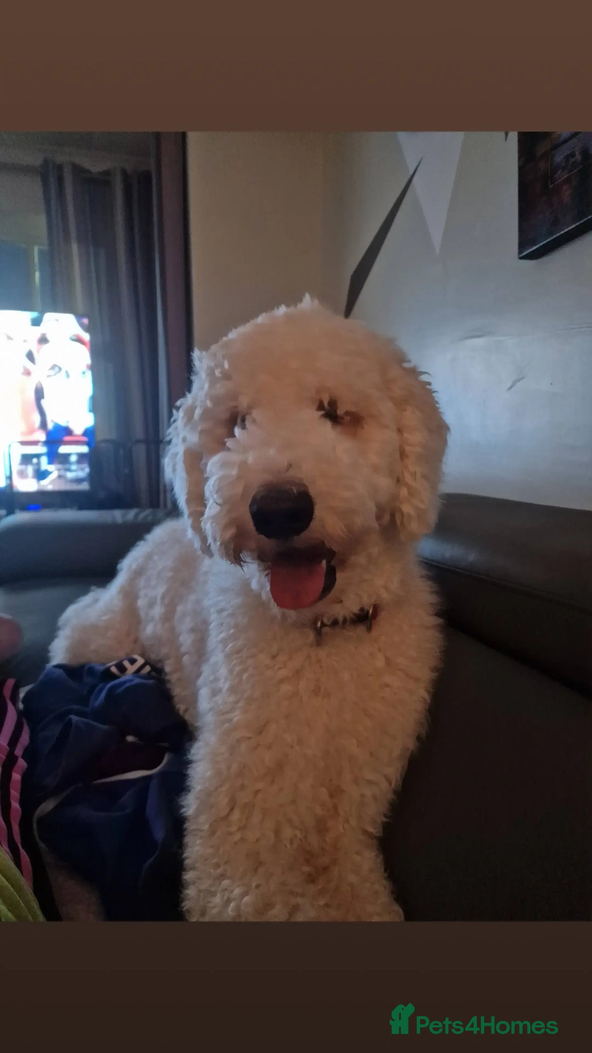 Standard Poodle dogs for stud: Standard White Poodle as stag - Advert 8