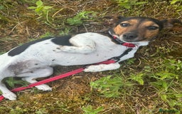 Mixed Breed dogs for sale: Cocker jacks. 2 boys 2 girls! - Image 17