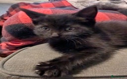 Mixed Breed cats for sale: 2 black kittens available  - Image 1