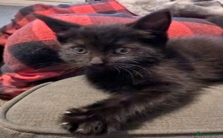 Mixed Breed cats - Advert 1