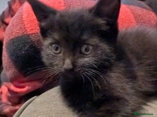 Mixed Breed cats - Advert 23