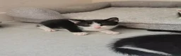 Mixed Breed cats for sale: Beautiful 8 week old 🐈‍⬛ - Advert 4