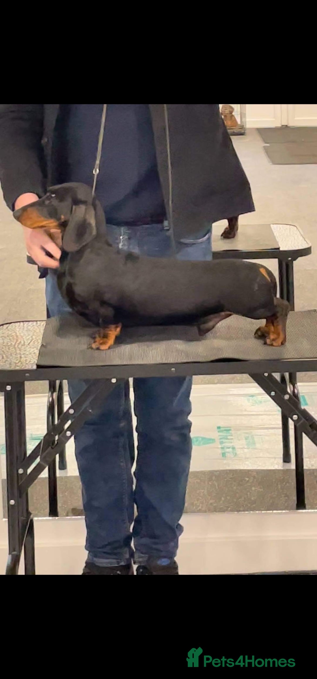 Dachshund dogs for sale: Champion sired, show quality miniature, ready now. - Image 25