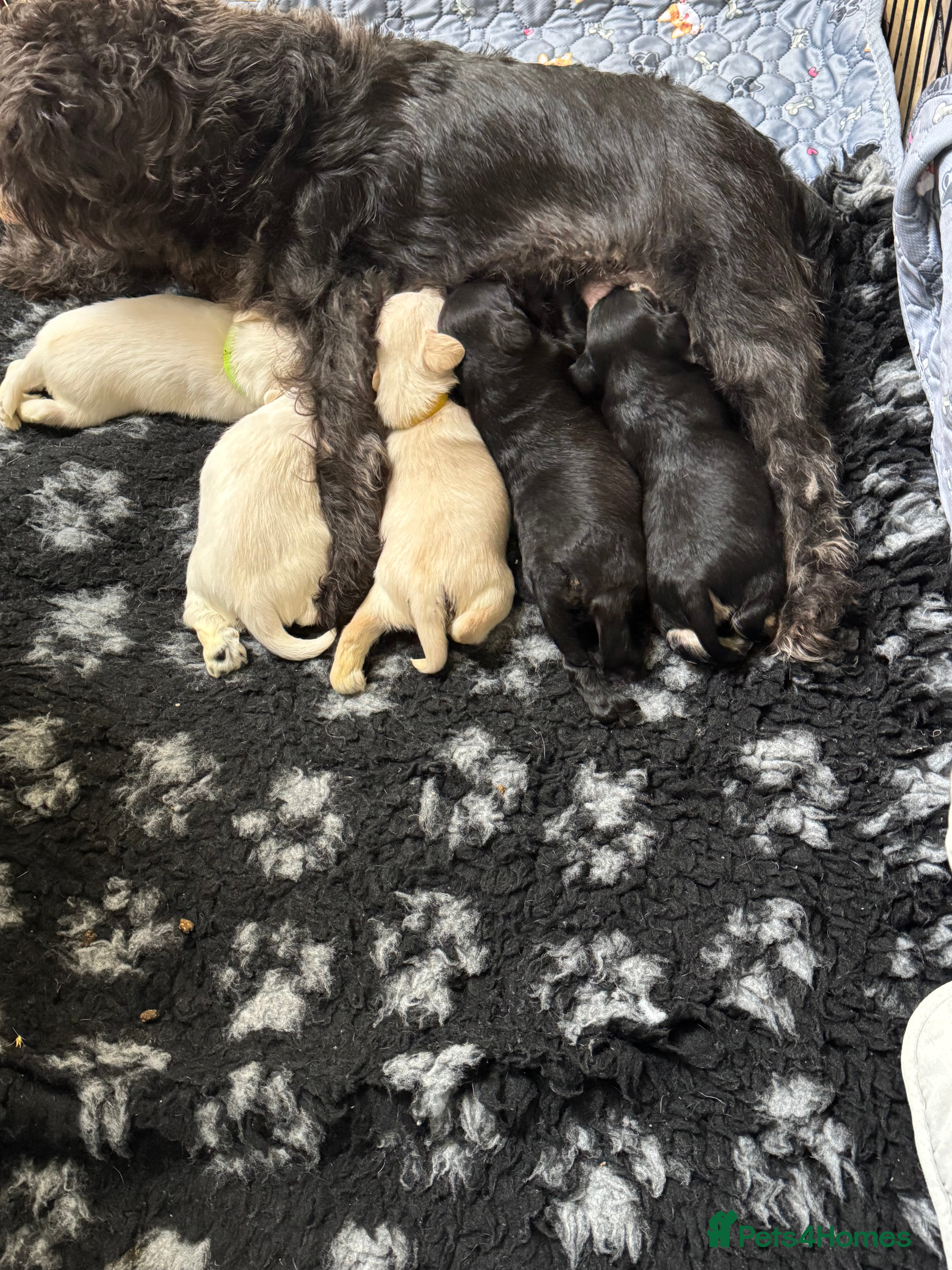 Miniature Schnauzer dogs KC registered Miniature Schnauzer Puppies - Advert 6