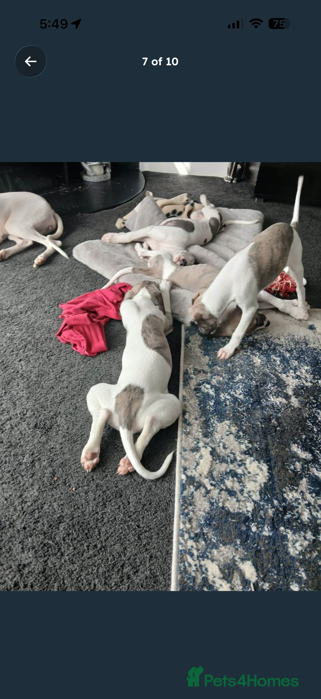 Mixed Breed dogs for sale: Whippet x Italian greyhound  in South Shields - Advert 2
