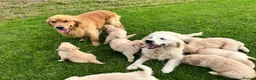 Golden Retriever dogs for sale: Beautiful KC Golden Retriever Puppies - Advert 17