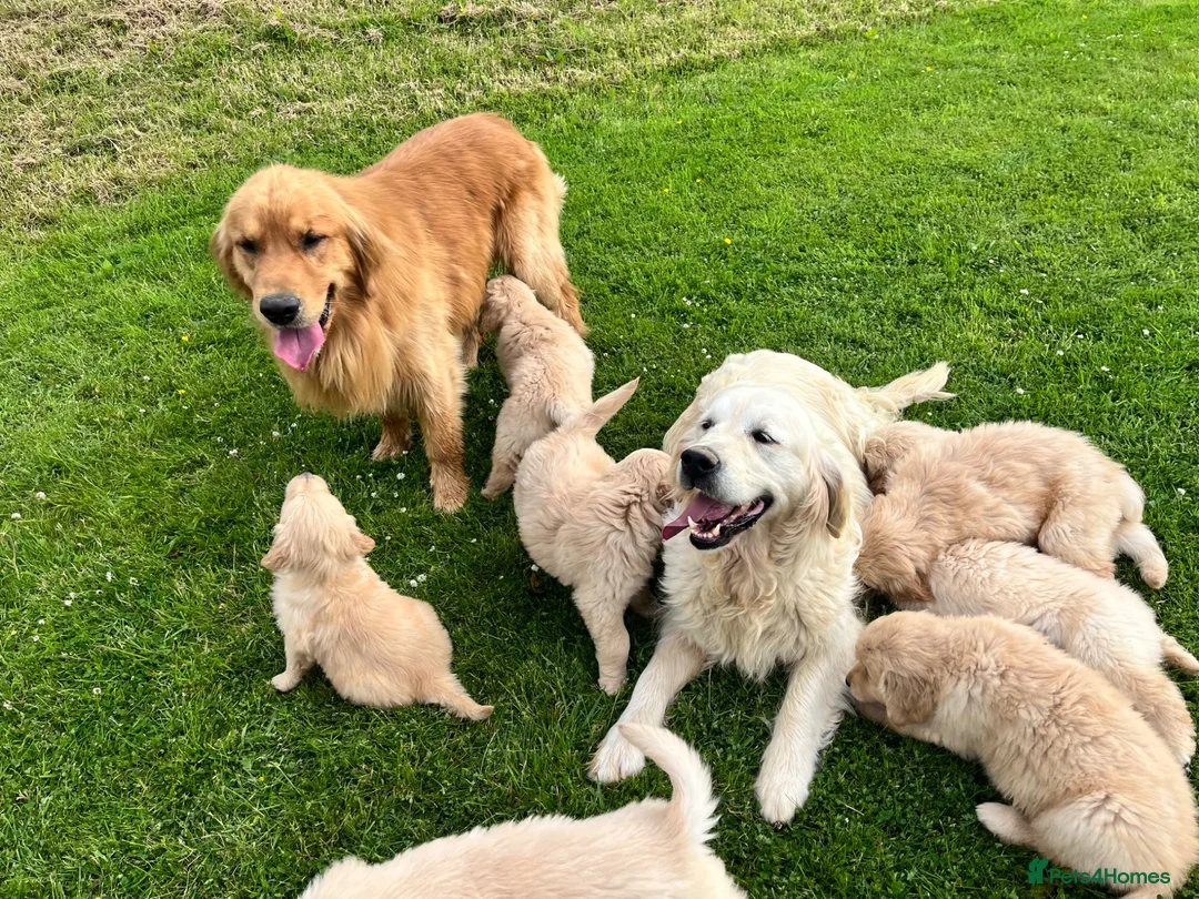 Golden Retriever dogs for sale: Beautiful KC Golden Retriever Puppies - Advert 17