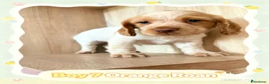 Cocker Spaniel 7