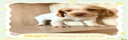 Cocker Spaniel dogs for sale: 🐾 8 Male Working Cocker Spaniel Puppies 🐾  - Advert 5