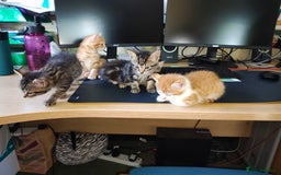 Mixed Breed cats for sale: Kittens - Image 9