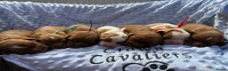 Cavalier King Charles Spaniel dogs for sale: CAVALIER KING CHARLES SPANIEL LICENSED KC HEALTH - Advert 6