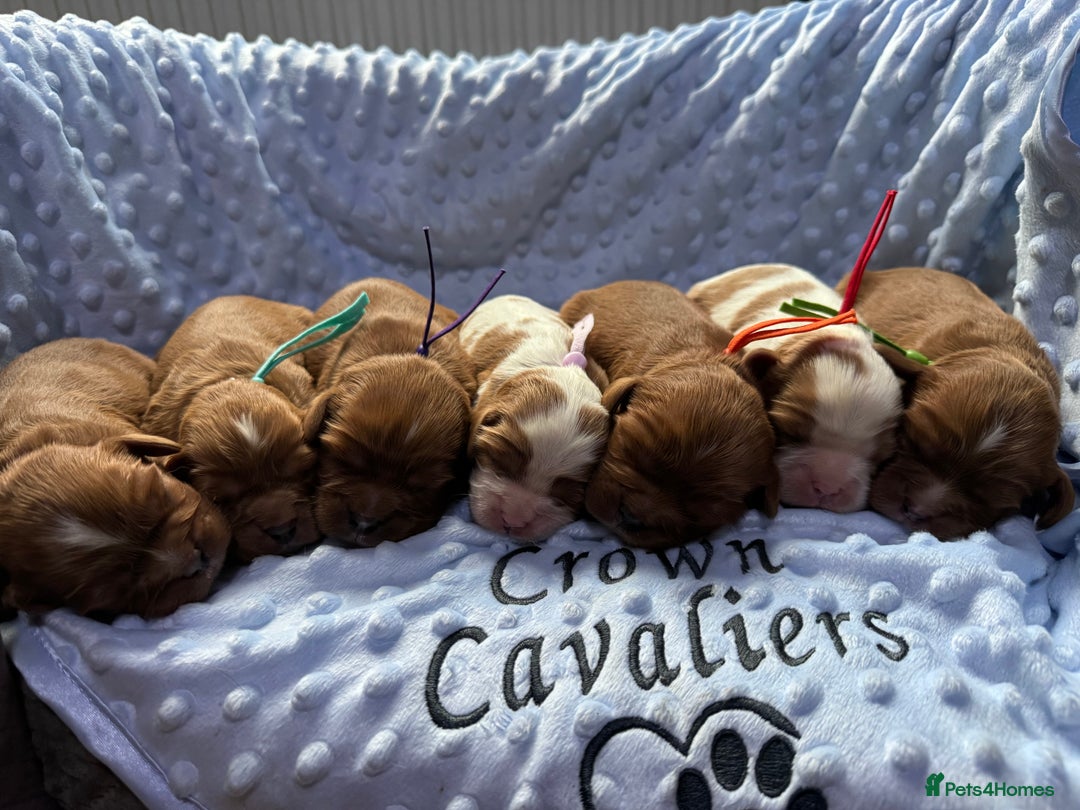 Cavalier King Charles Spaniel dogs for sale: CAVALIER KING CHARLES SPANIEL LICENSED KC HEALTH - Advert 6