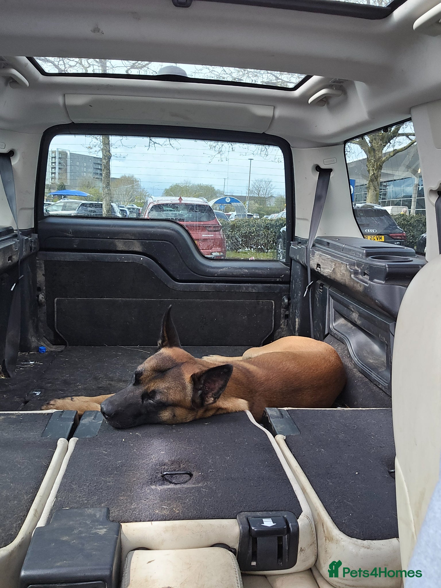 Belgian Shepherd Dog dogs for sale: Belgian Malinois  - Advert 3