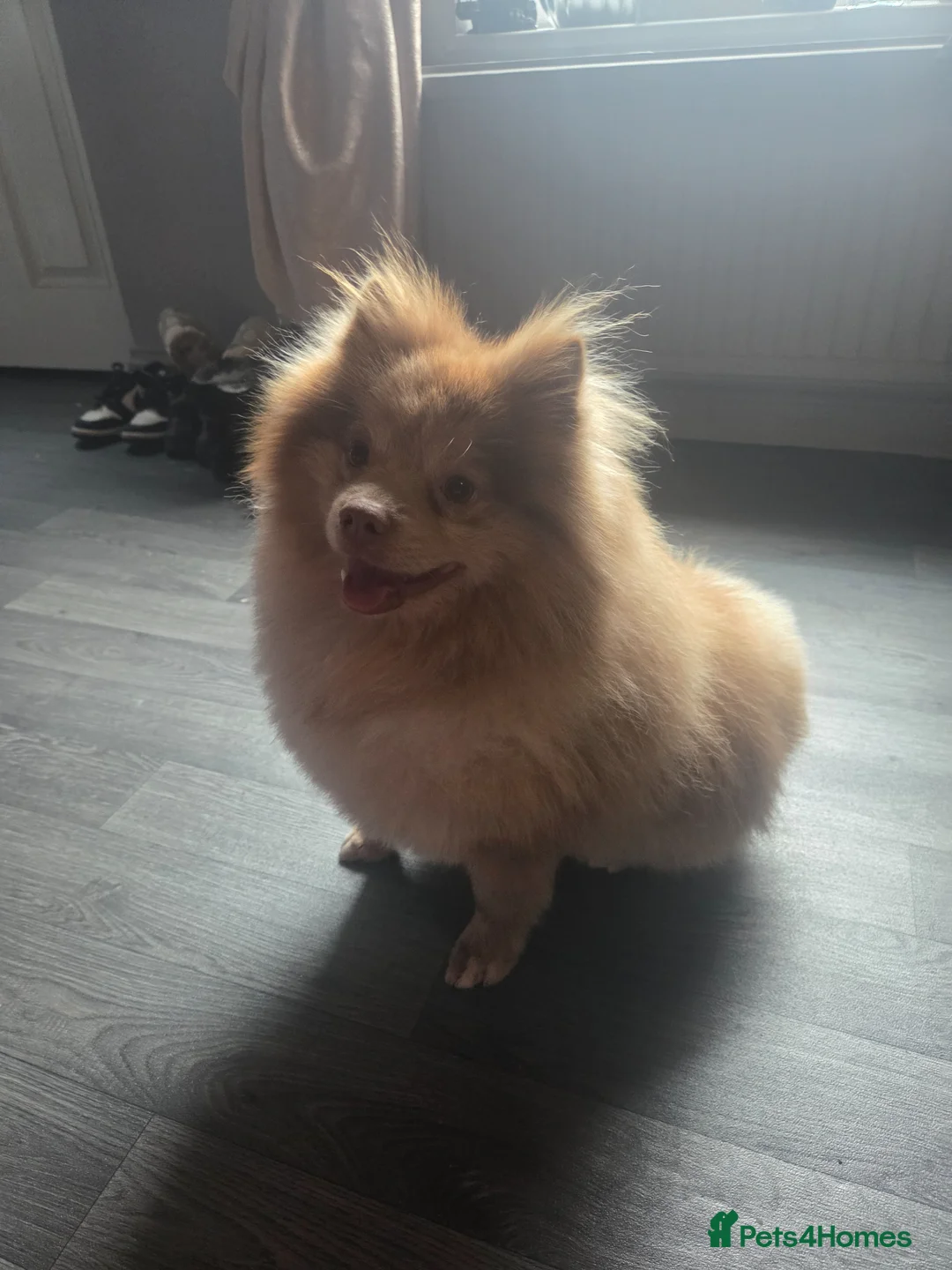Pomeranian dogs for stud: Lalic meral pompom in Leeds - Advert 1
