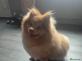 Pomeranian dogs Lalic meral pompom - Advert 1