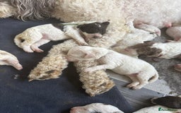 Labradoodle dogs for sale: Therapy breeder 5th gen miniature F1bbbb - Image 24