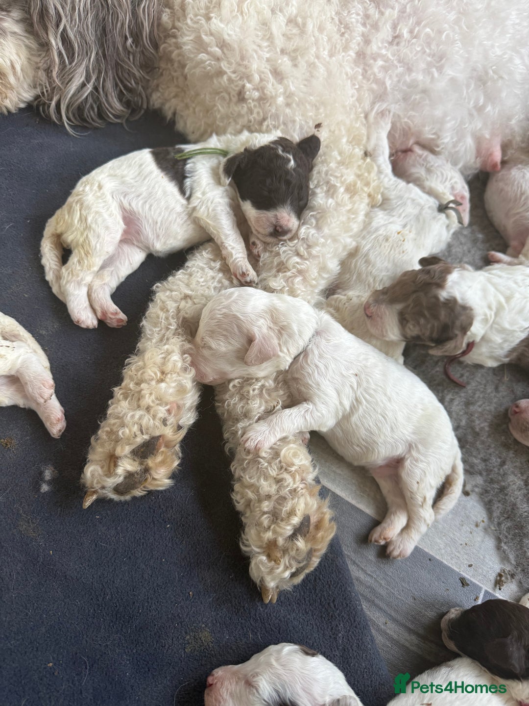 Labradoodle dogs for sale: Therapy breeder 5th gen miniature F1bbbb - Image 24