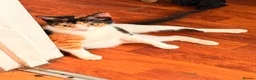 Mixed Breed cats for sale: Beautiful Calico Cat Ready for a Home - Advert 16