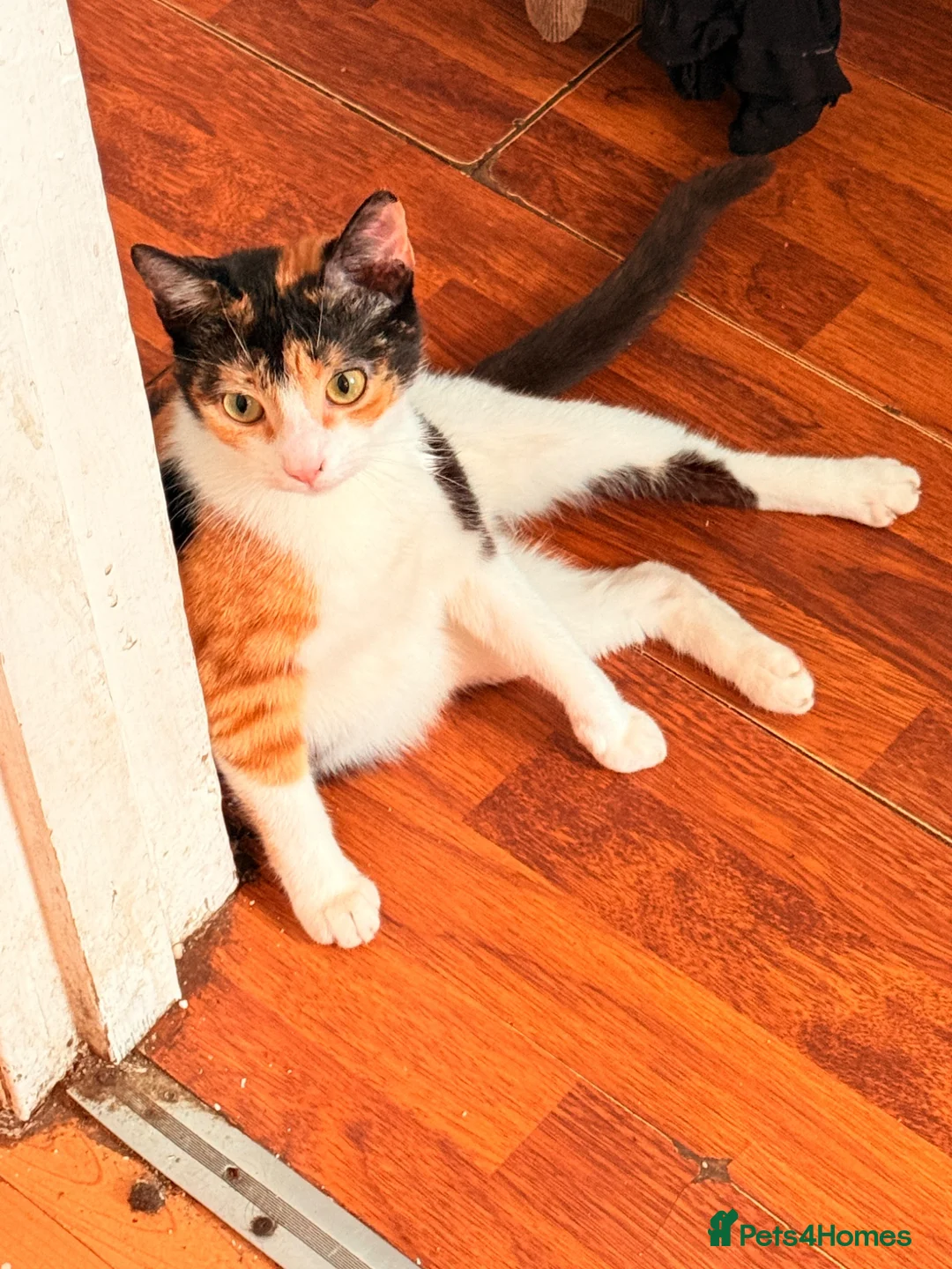 Mixed Breed cats for sale: Beautiful Calico Cat Ready for a Home - Advert 16
