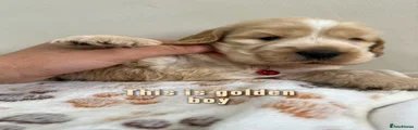 Cocker Spaniel 3