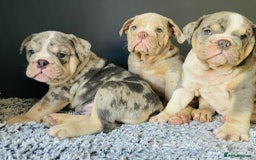English Bulldog dogs for sale: READY NOW LILAC MERLE ENGLISH BULLDOG BOY in Gunnislake - Image 10