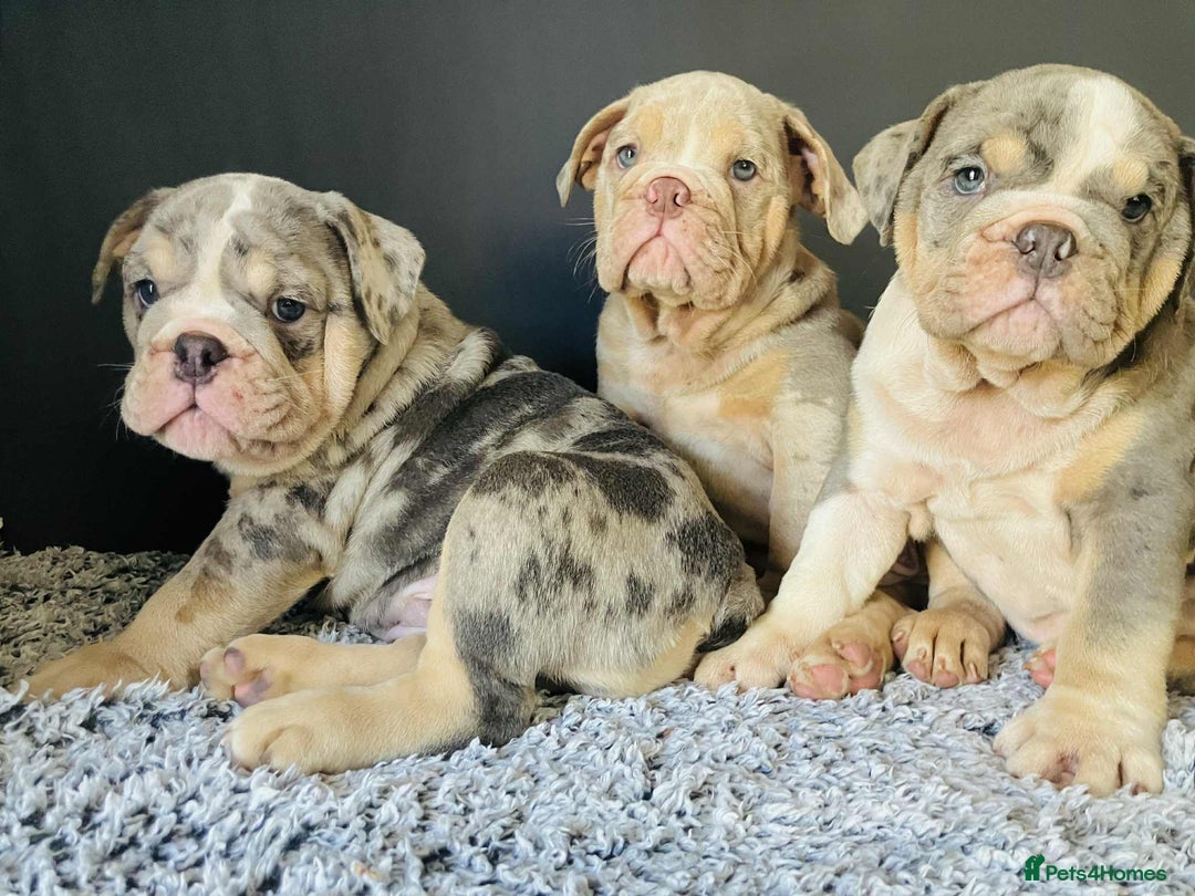 English Bulldog dogs for sale: READY NOW LILAC MERLE ENGLISH BULLDOG BOY in Gunnislake - Image 10