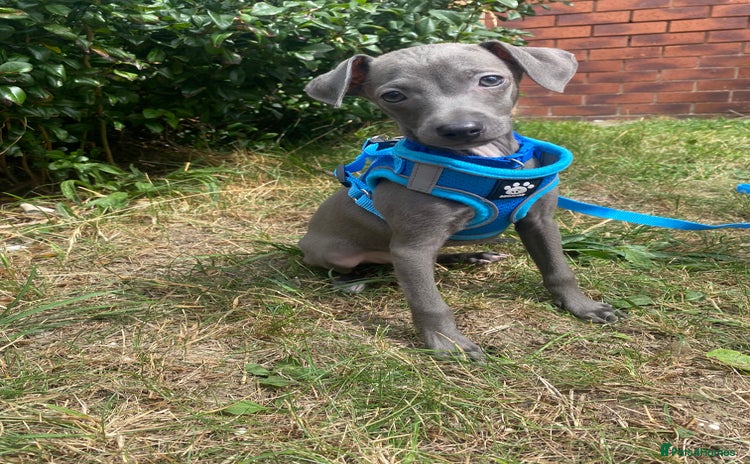 Italian Greyhound dogs - Advert 1