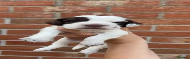 Sprocker 6