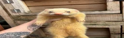 Ferret rodents for sale: Female ferret in Nottingham - Advert 4