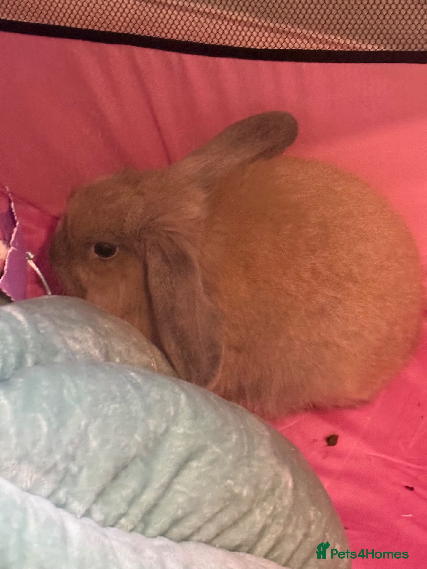 Lionhead rabbits for sale: Lion baby rabbits  - Advert 3