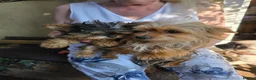 Yorkshire Terrier dogs for sale: One Fab Female Brewer Teacup Yorkie Ready Now! - Advert 5