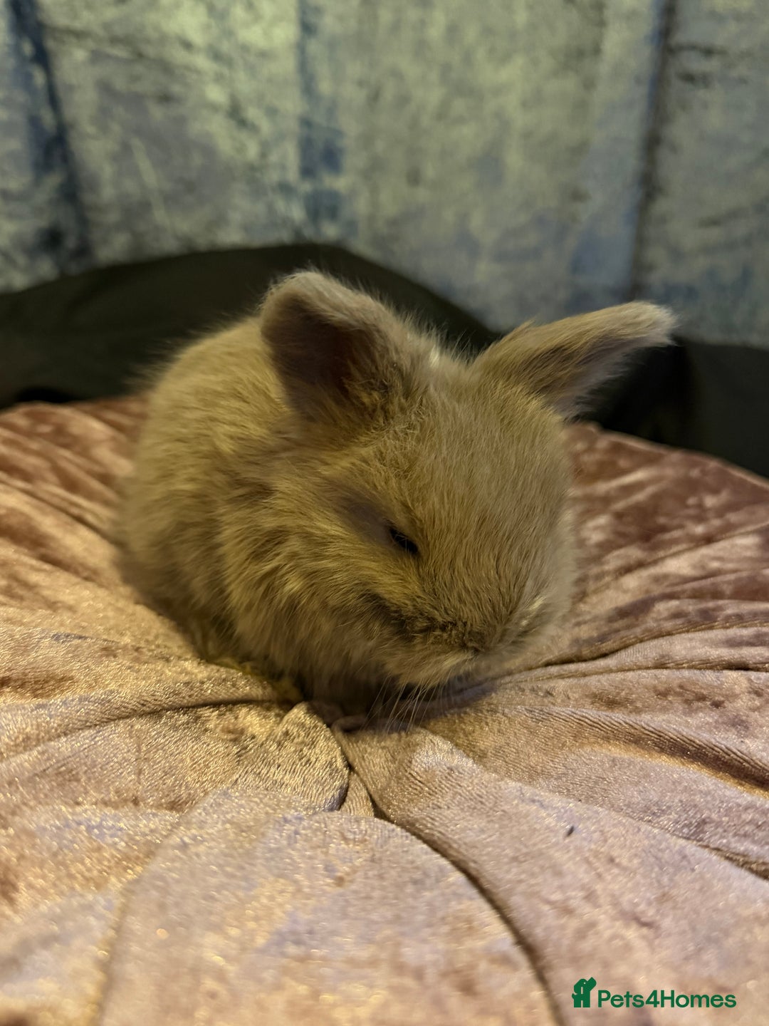 Angora rabbits for sale: Beautiful baby angora rabbits available  - Advert 5