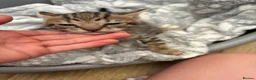 Bengal cats for sale: Stunning Bengal kittens  - Advert 9