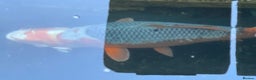 Koi Carp fish for sale: Several equisite koi for sale - Advert 5
