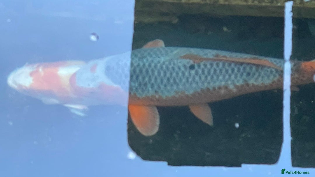 Koi Carp fish for sale: Several equisite koi for sale - Advert 5