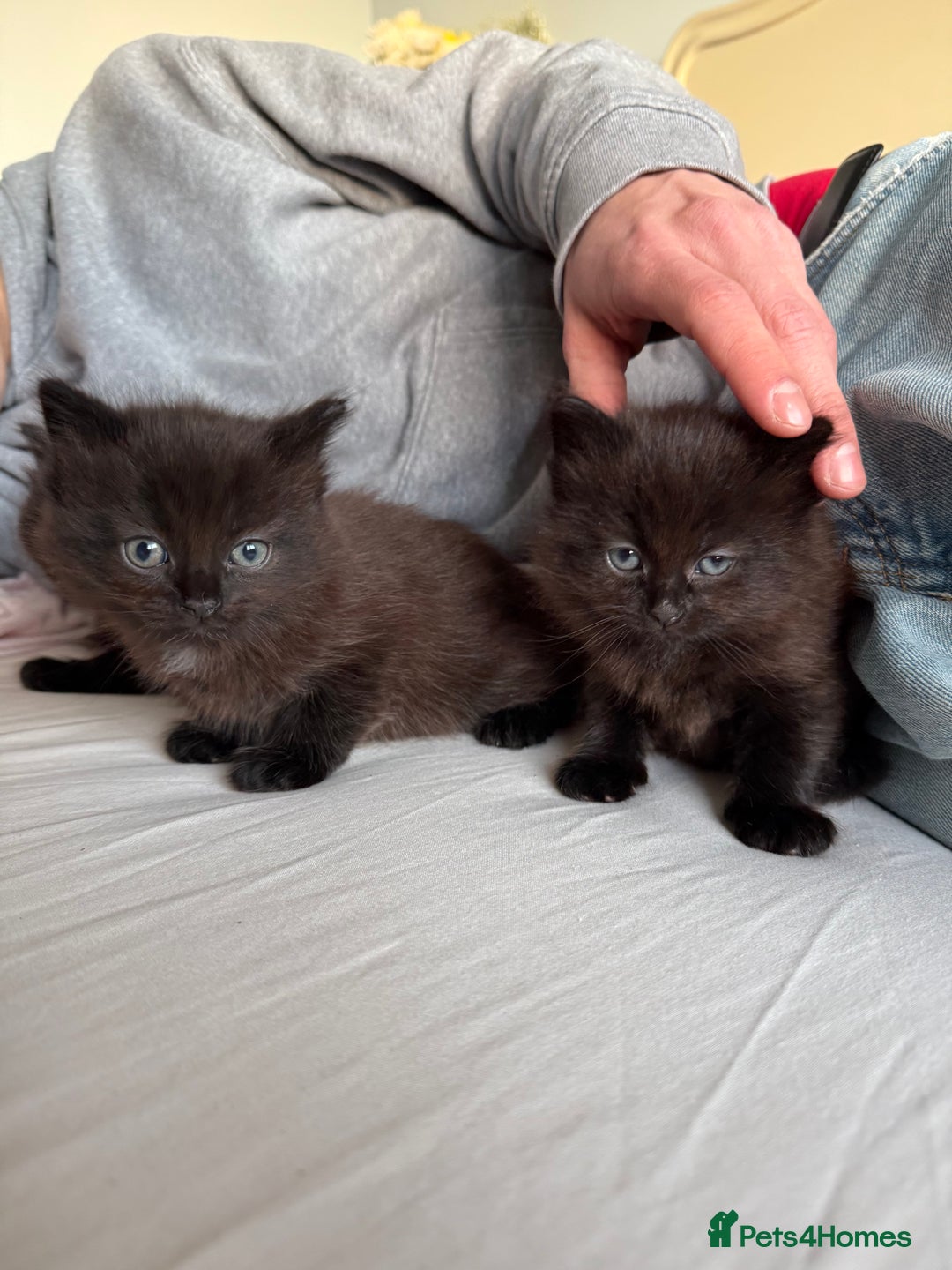 Mixed Breed cats for sale: Brown kittens for sale - Advert 4