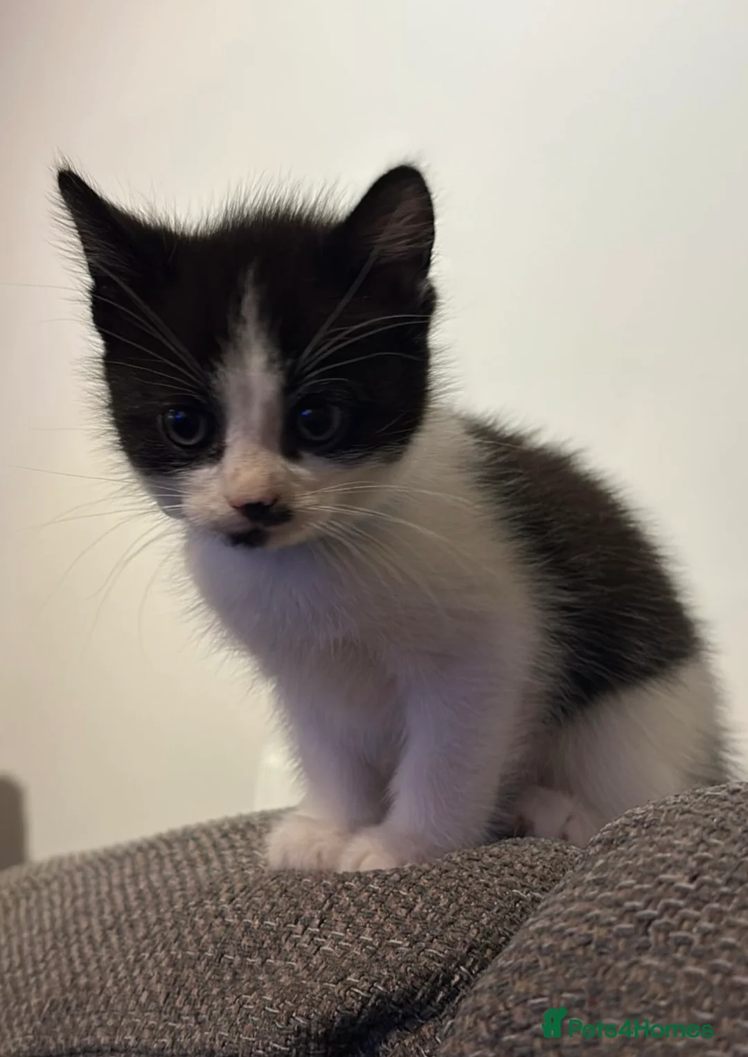 Mixed Breed cats for sale: Black and white kitten  in Wolverhampton - Advert 2