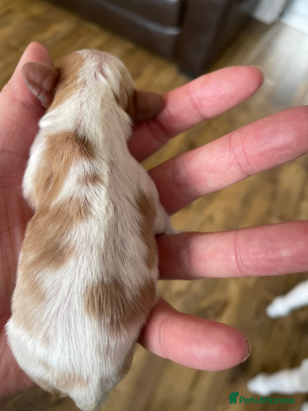 Cavalier King Charles Spaniel dogs for sale: Cavalier King Charles spaniel  - Image 13