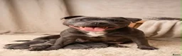 Staffordshire Bull Terrier dogs for sale: SIMPLY STUNNING COI 6.8% - Advert 2