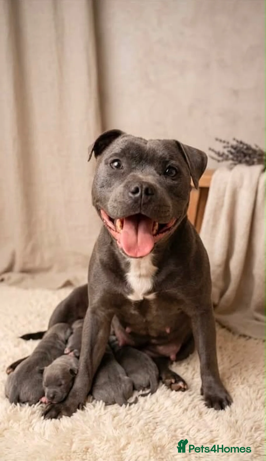 Staffordshire Bull Terrier dogs for sale: SIMPLY STUNNING COI 6.8% - Advert 2