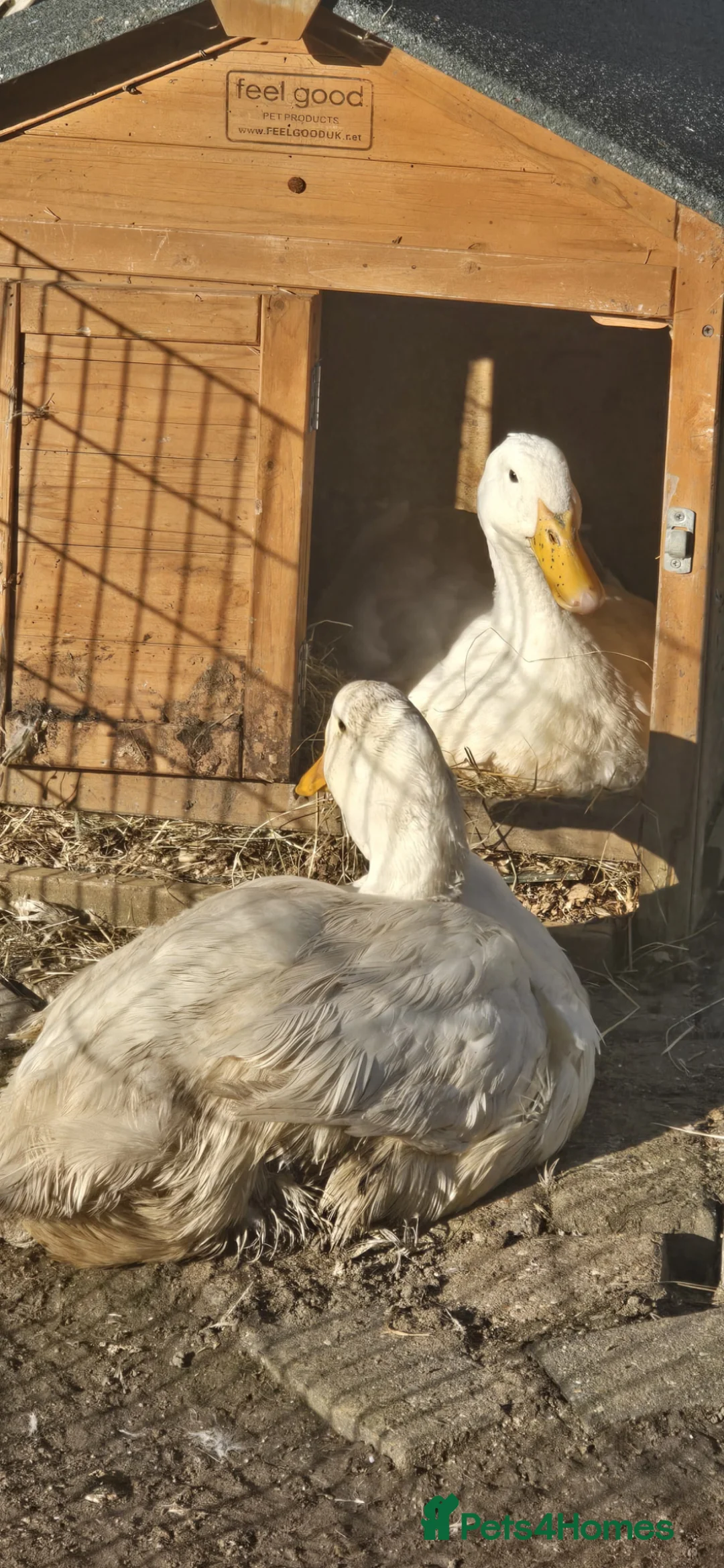 Ducks poultry for sale: Two ducks  in Wickford - Advert 2
