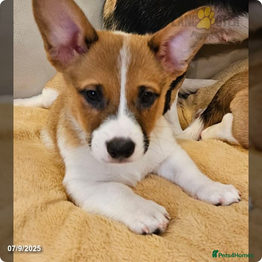 Airedale Terrier dogs for sale: Test advert - Advert 8