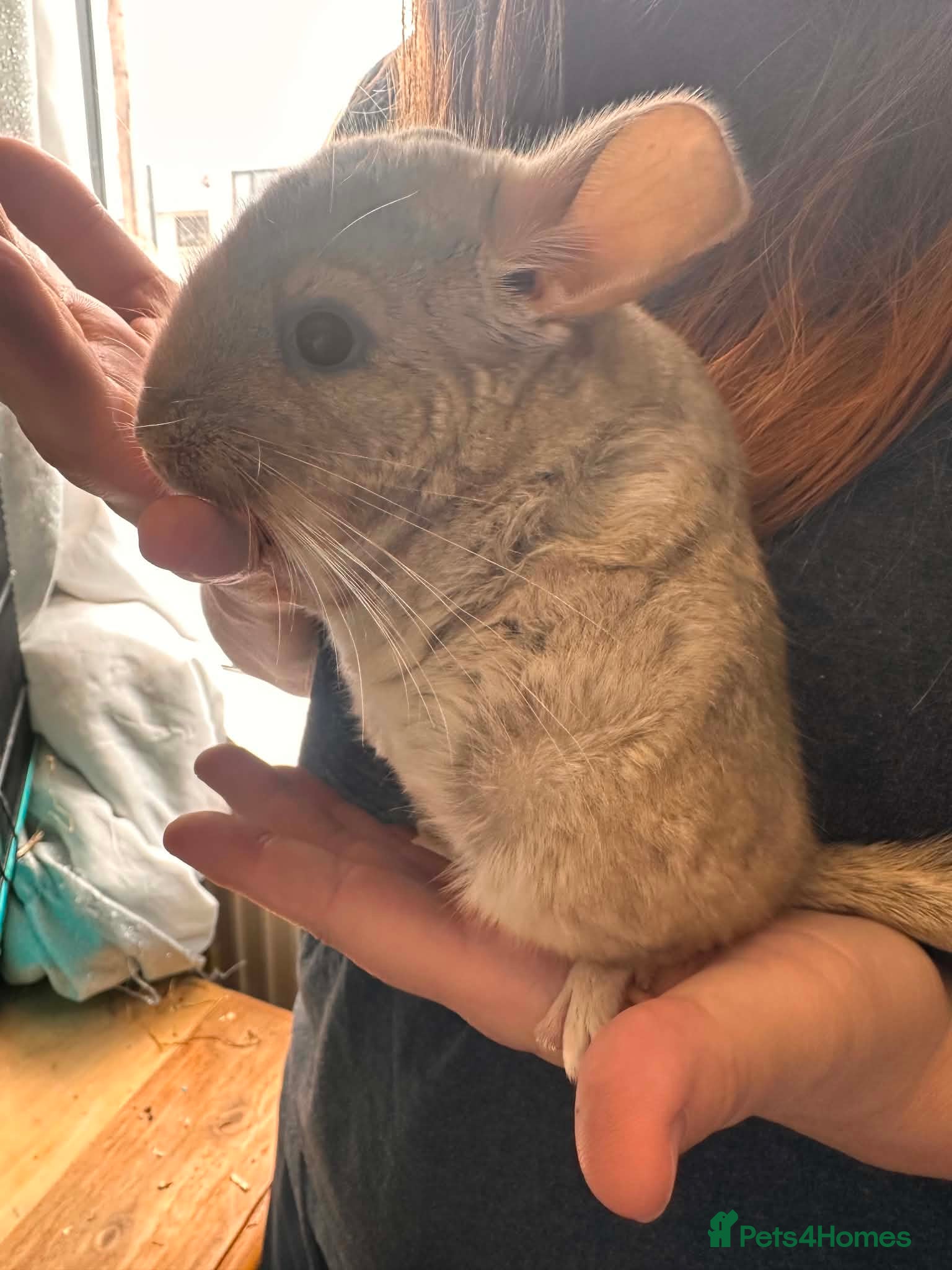 Chinchilla rodents 2 baby girl chinchillas for sale  - Advert 2